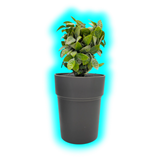 Buddies Flower Pot Safe