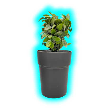 Buddies Flower Pot Safe