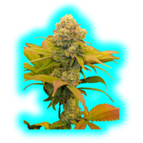 Canna Research Make Love Not War 3g