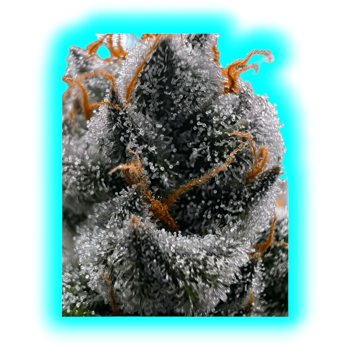 Nahaufnahme einer mit Trichomen bedeckten Pflanze mit orangefarbenen Härchen