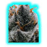 Nahaufnahme einer mit Trichomen bedeckten Pflanze mit orangefarbenen Härchen
