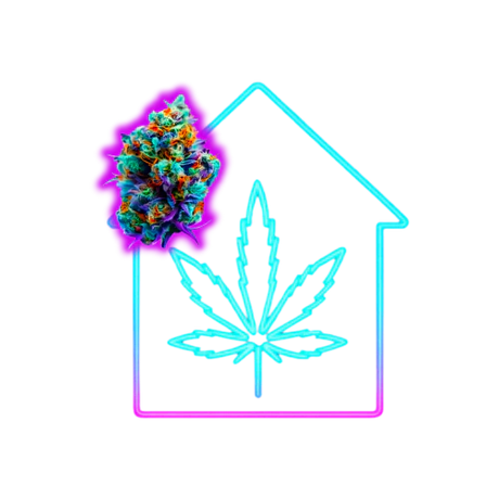 CBD Blüten aus Indoor Anbau mit kontrollierten Bedingungen und gleichbleibender Qualität in dichter Struktur