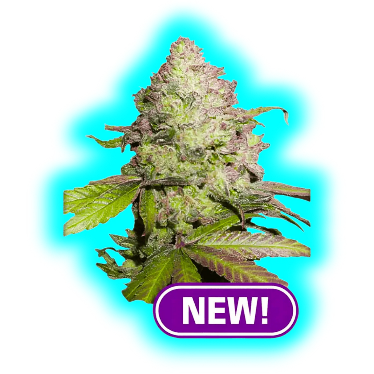Dutch Passion CBD Charlottes Angel Automatic 3pcs
