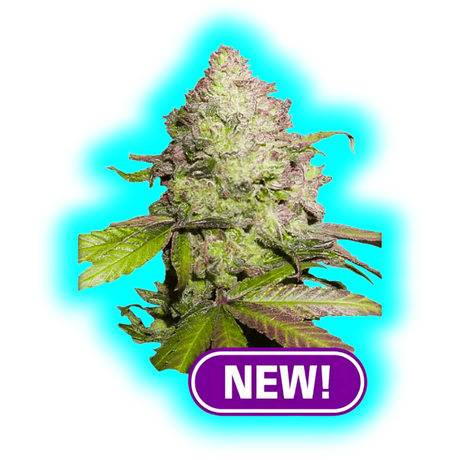 Dutch Passion CBD Charlottes Angel Automatic 3pcs