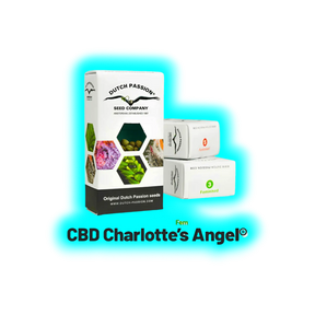 Dutch Passion CBD Charlottes Angels Feminised 3pcs