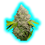Dutch Passion CBD Charlottes Angels Feminised 3pcs