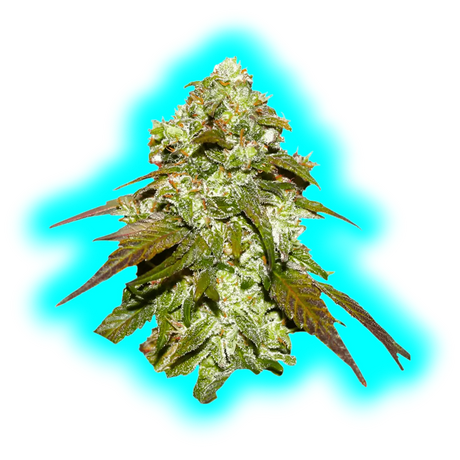 Dutch Passion CBD Mazar 5pcs