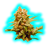 Dutch Passion CBG Force 3pcs