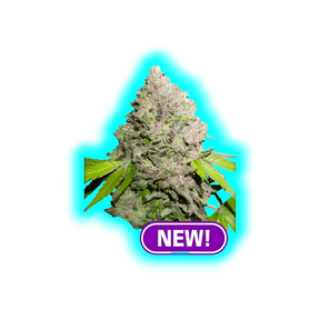 Dutch Passion Charlottes Angel CBD Feminised Samen 10pcs