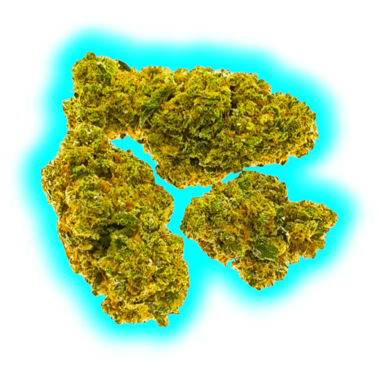 Nahaufnahme von drei kompakten Cannabisblüten mit sichtbaren Trichomen und orangen Haaren