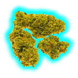 Nahaufnahme von drei kompakten Cannabisblüten mit sichtbaren Trichomen und orangen Haaren