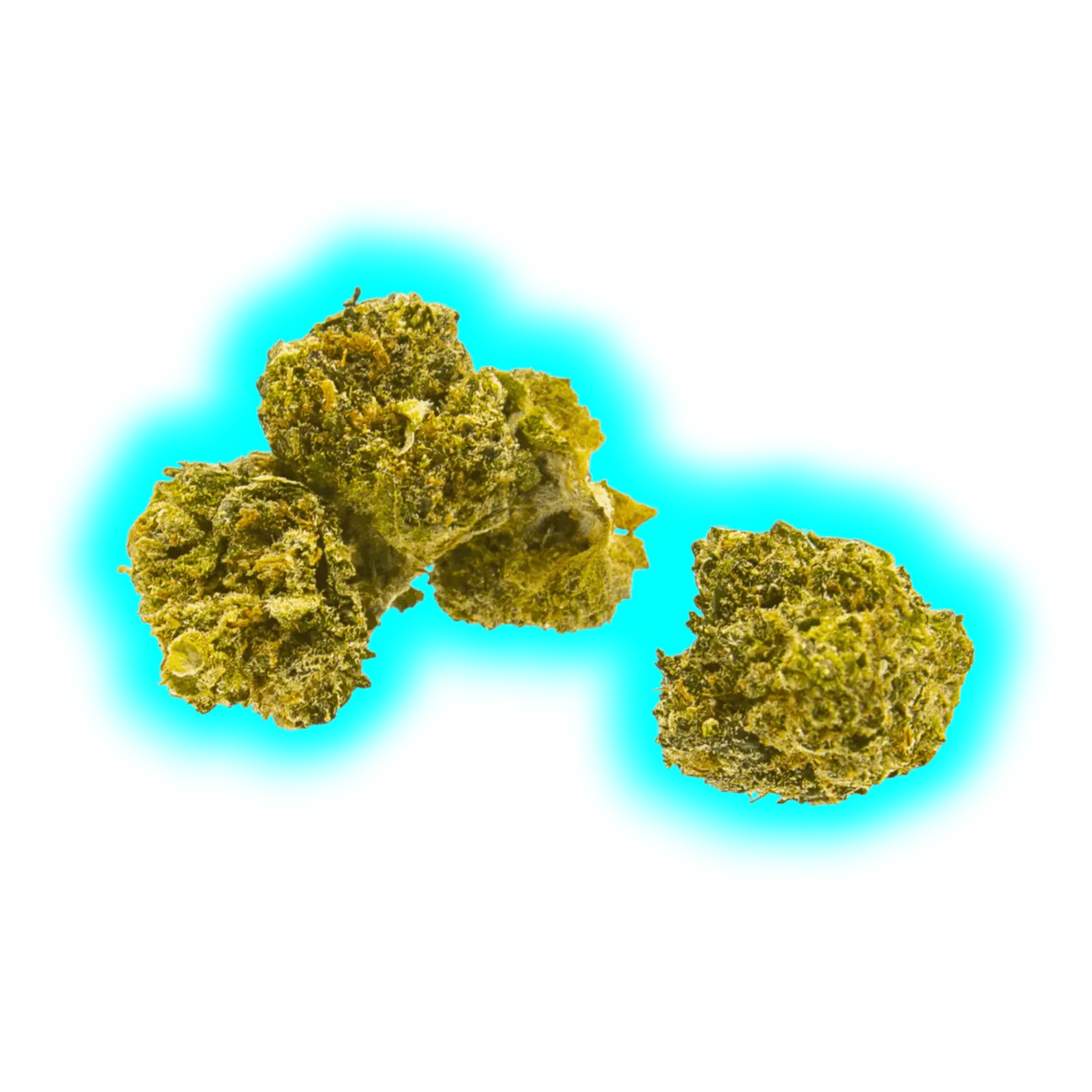 Nahaufnahme von drei kleinen, kompakten Hanfblüten mit sichtbaren Trichomen