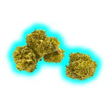 Nahaufnahme von drei kleinen, kompakten Hanfblüten mit sichtbaren Trichomen