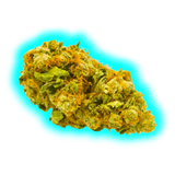 Hempy Harlequin Tsunami Indoor Fat Buds 2.0 New Genetic 12g