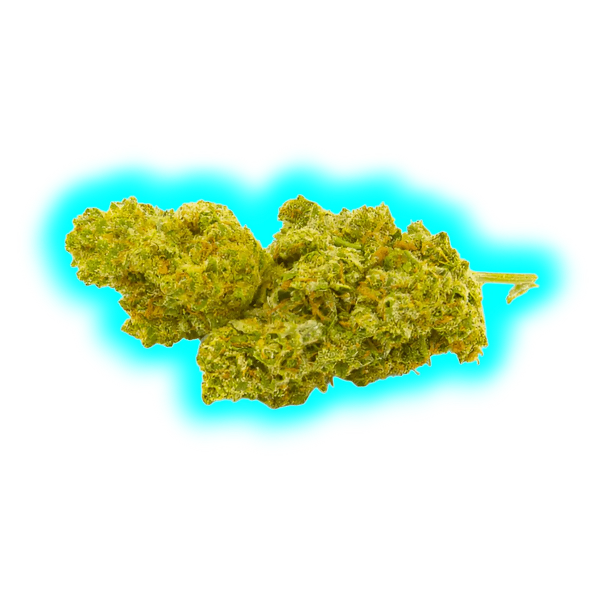 Eine Marihuanapflanze auf blauem Hintergrund, die CBD-reiche Eigenschaften symbolisiert