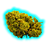 Nahaufnahme eines kompakten Hanfblüten-Bunds mit sichtbaren Blättern und Trichomen