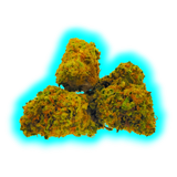 „Nahaufnahme mehrerer Hempy Zkittlez CBD Small Buds mit grünen und orangefarbenen Trichomen.“