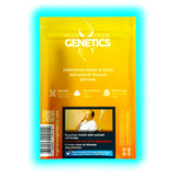 Gelbe ‚High Level Genetics‘ Packung mit Fokus auf Haze-Zitronen-Aroma und Warnhinweis zum schnellen Abhängigkeitsrisiko