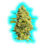 JYM's CannaQueen CBD Seeds fem 3 pcs