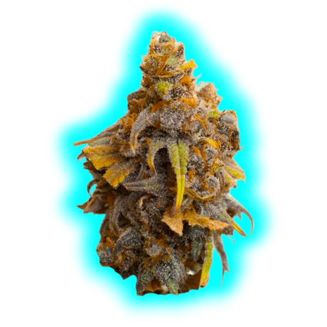 JYM's Strawberry CBD Seeds 10 pcs