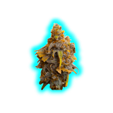 JYM's Strawberry CBD Seeds 3 pcs