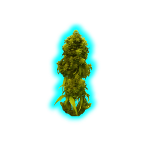 Kannabia Swiss Dream CBD Autoflower Samen 10 Stk.