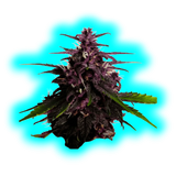 Kannabia Swiss Dream Rose CBD Autoflowering 10 Stk.