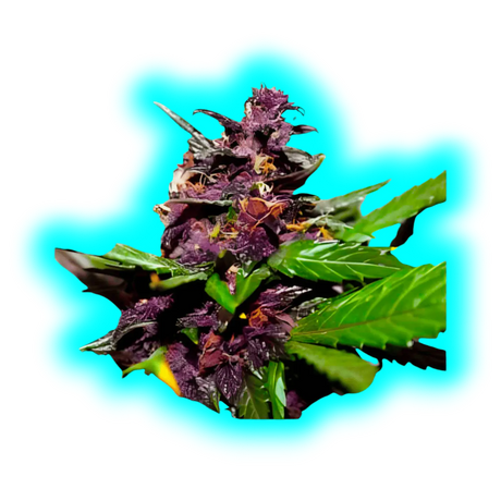 Mr Hide A1 CBD 5 Seeds