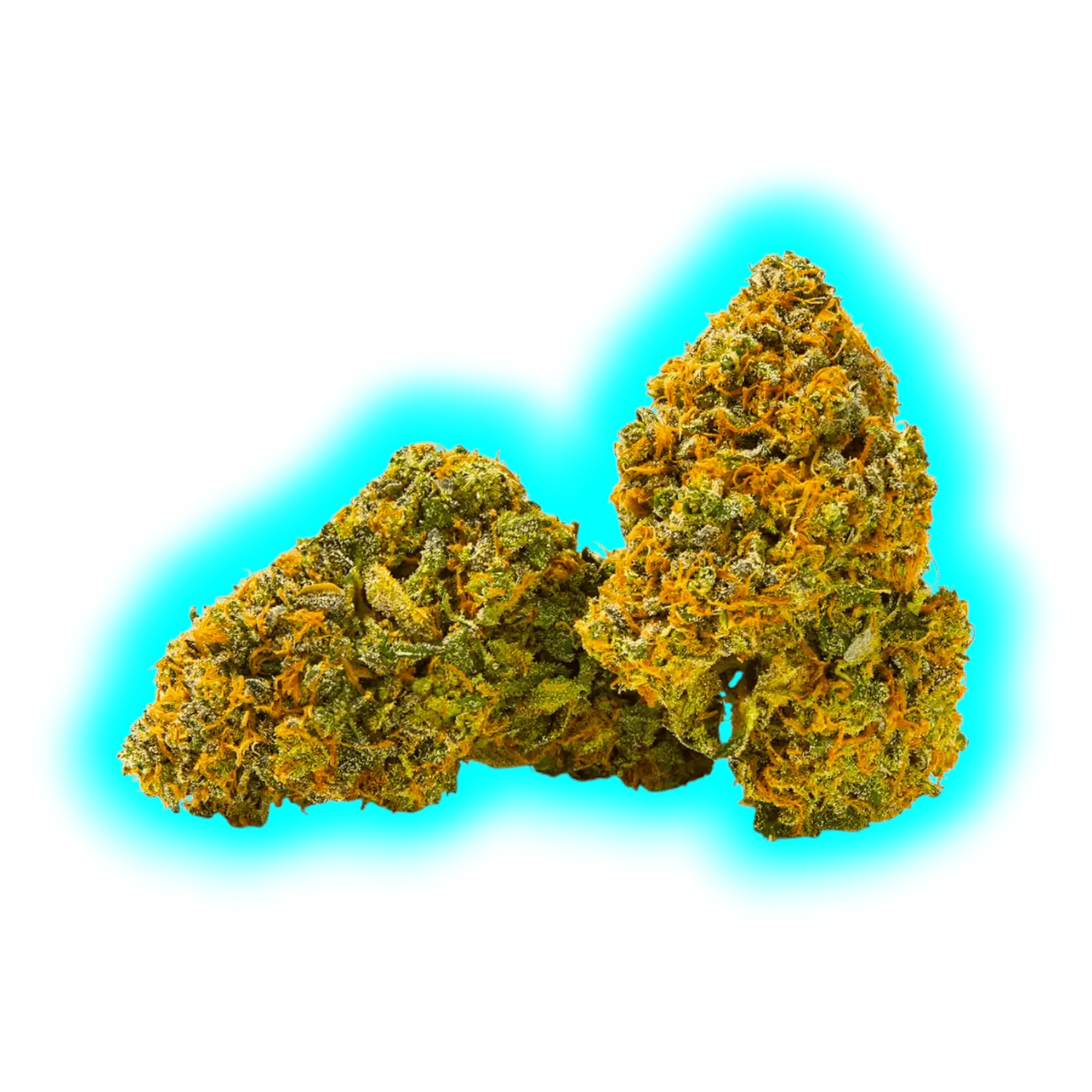 Nahaufnahme von zwei kompakten Cannabisblüten der Sorte Qualicann Banana Diesel mit sichtbaren Trichomen und orangen Härchen