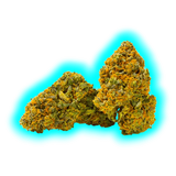 Nahaufnahme von zwei kompakten Cannabisblüten der Sorte Qualicann Banana Diesel mit sichtbaren Trichomen und orangen Härchen