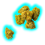 Nahaufnahme mehrerer kompakter Cannabisblüten mit sichtbaren Trichomen und orangen Härchen vor einfarbigem Hintergrund