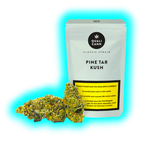 Qualicann Pine Tar Kush Indoor