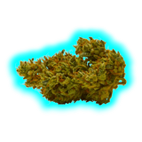 Qualicann x Purize Pre Rolled Joint Sweet Star