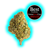 Nahaufnahme eines Cannabisblütenkopfs mit Auszeichnungssiegel "Best Greenhouse CannaSwissCup 2021/22"