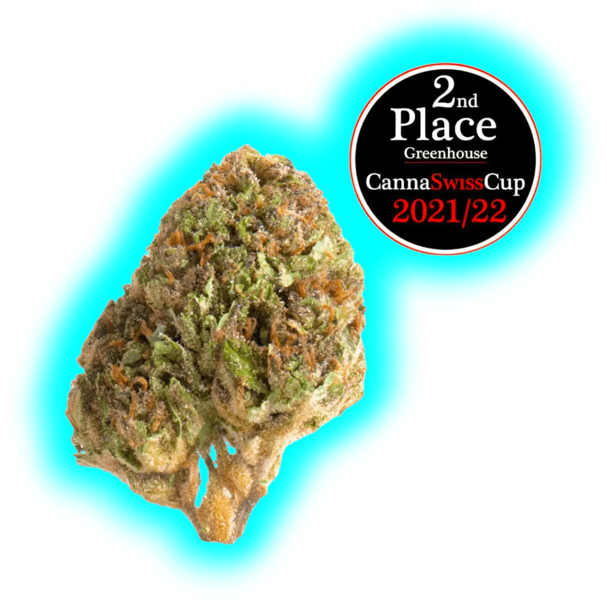 Nahaufnahme eines Cannabisblütenkopfs mit Auszeichnungssiegel für den 2. Platz beim CannaSwissCup 2021/22 in der Kategorie Gewächshaus