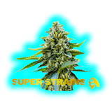Super Strains Seeds Saga 5pcs