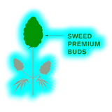 Grafik einer Hanfpflanze: Großer grüner Blütenstand oben, zwei graue Blüten seitlich. Beschriftet mit ‚SWEED PREMIUM BUDS‘.