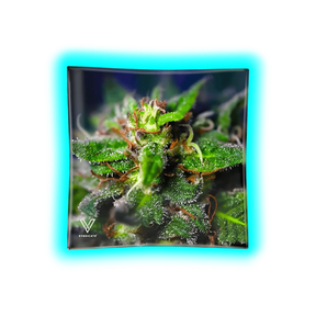 V Syndicate Glass Ashtray Blue Dream