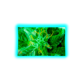 V Syndicate Glastray M AK47 160 x 260mm