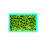 V Syndicate Glastray M Buds 160 x 260mm