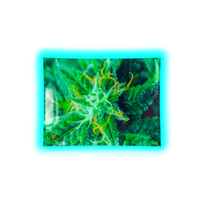 V Syndicate Glastray S AK47 125 x 165mm