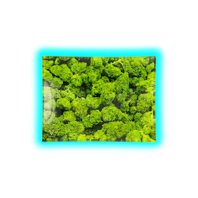 V Syndicate Glastray S Buds 125 x 165mm