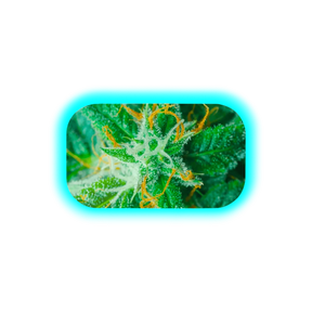 V Syndicate Mag Slap M Ak47 160 x 270mm