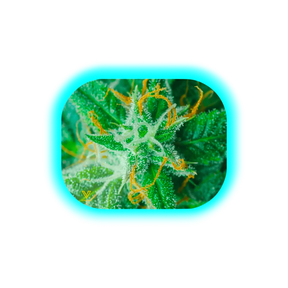 V Syndicate Mag Slap S AK47 140 x 180mm