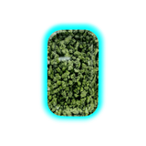 V-Syndicate Rolling Tray M Buds 160 x 270mm